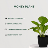 Pothos Plant Combo Money Plant- Gardengram