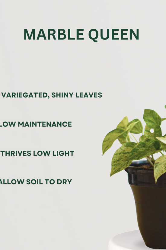 Golden & Marble Queen Pothos combo