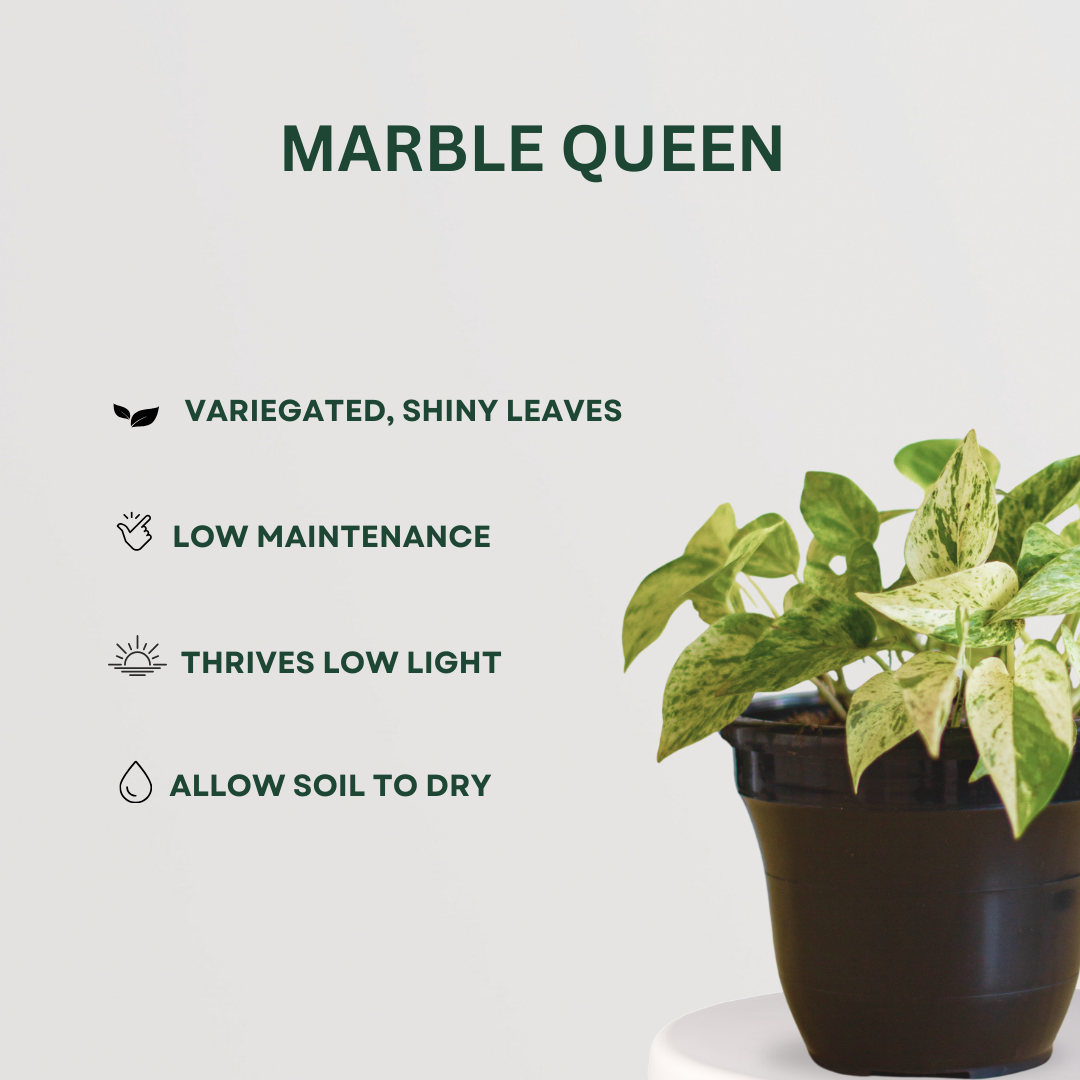 Golden & Marble Queen Pothos combo