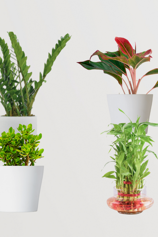 Premium plant gift set for special occasions