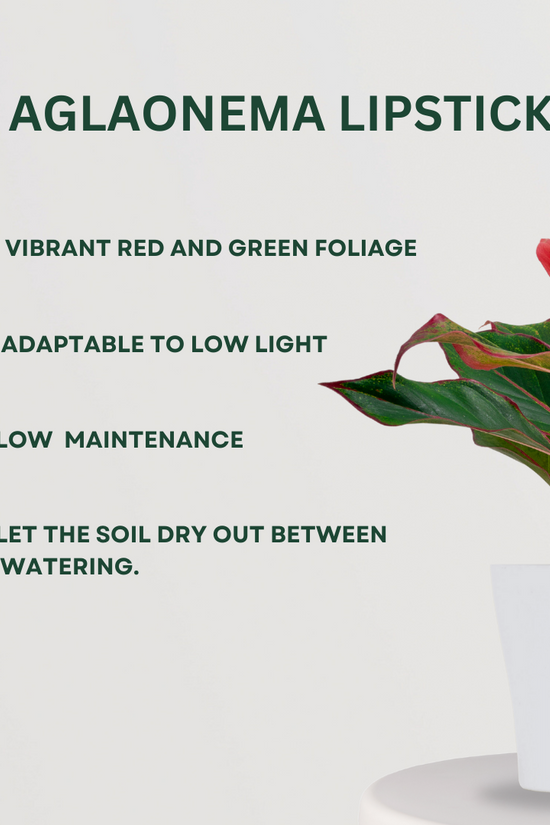 Premium plant gift set for special occasions