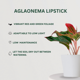 Premium Gifting Combo Aglaonema Lipstick  - Gardengram 