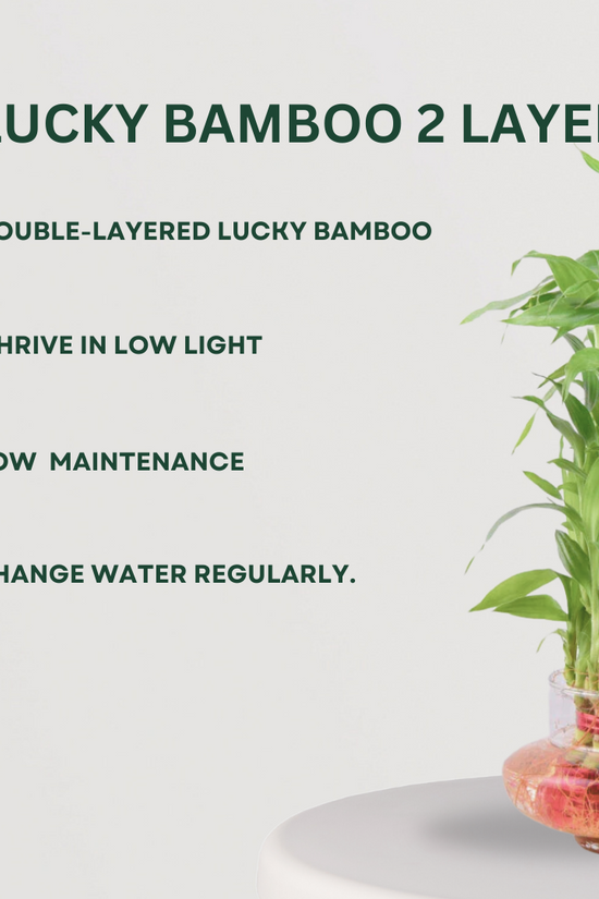 Premium plant gift set for special occasions