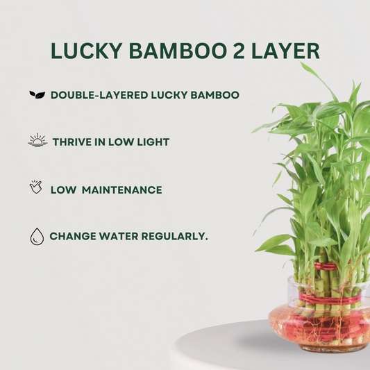 Premium Gifting Combo Lucky Bamboo 2 Layer - Gardengram 