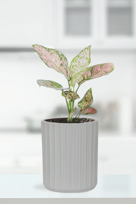 Premium ceramic herb planter - grey
