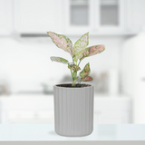 Premium Grey Ceramic Planter - 10cm Height | Elegant Glaze & Drainage Hole - Gardengram