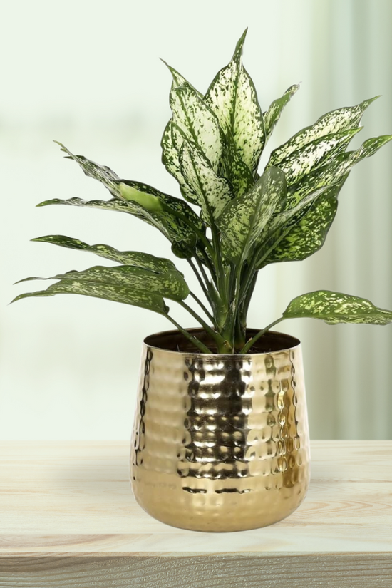 Premium quality flower planter - metal
