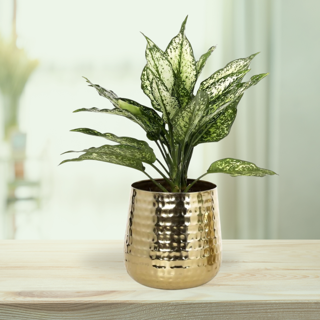 Premium quality flower planter - metal
