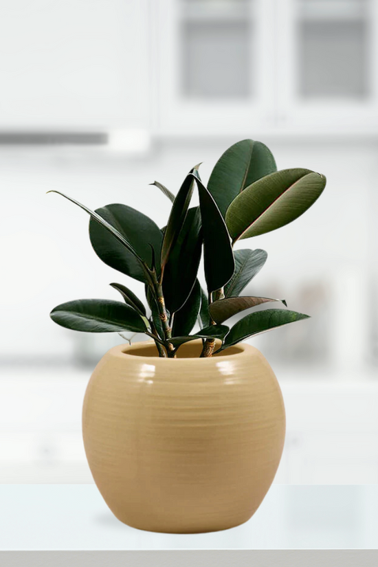 Premium sand finish round ceramic pot
