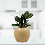 Premium Off-White Ceramic Round Planter - Gardengram