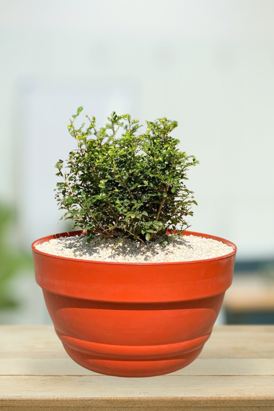 Decorative plastic bowl pot
