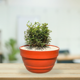 Premium Quality Bowl Pot - Gardengram 