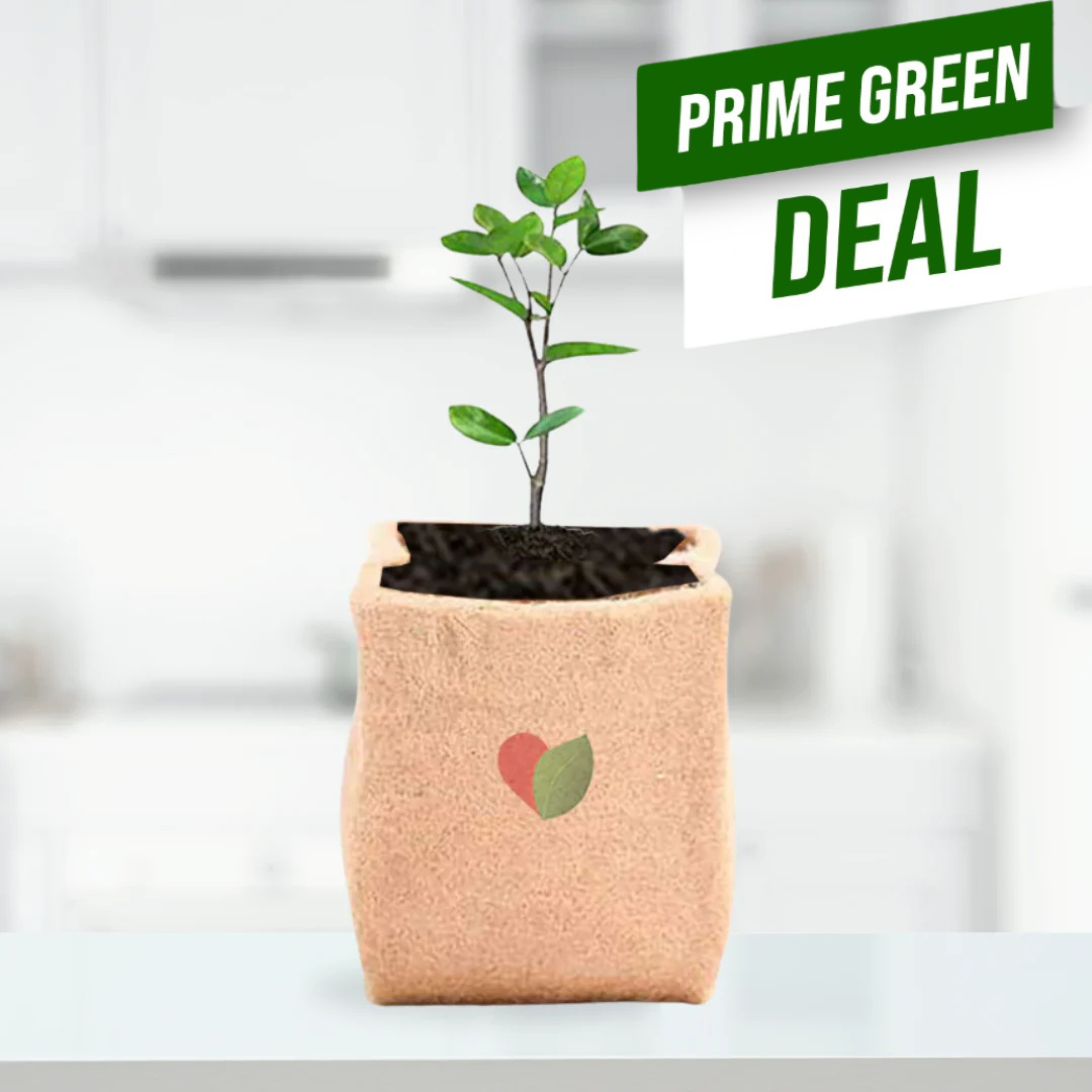 Jute Grow Bag