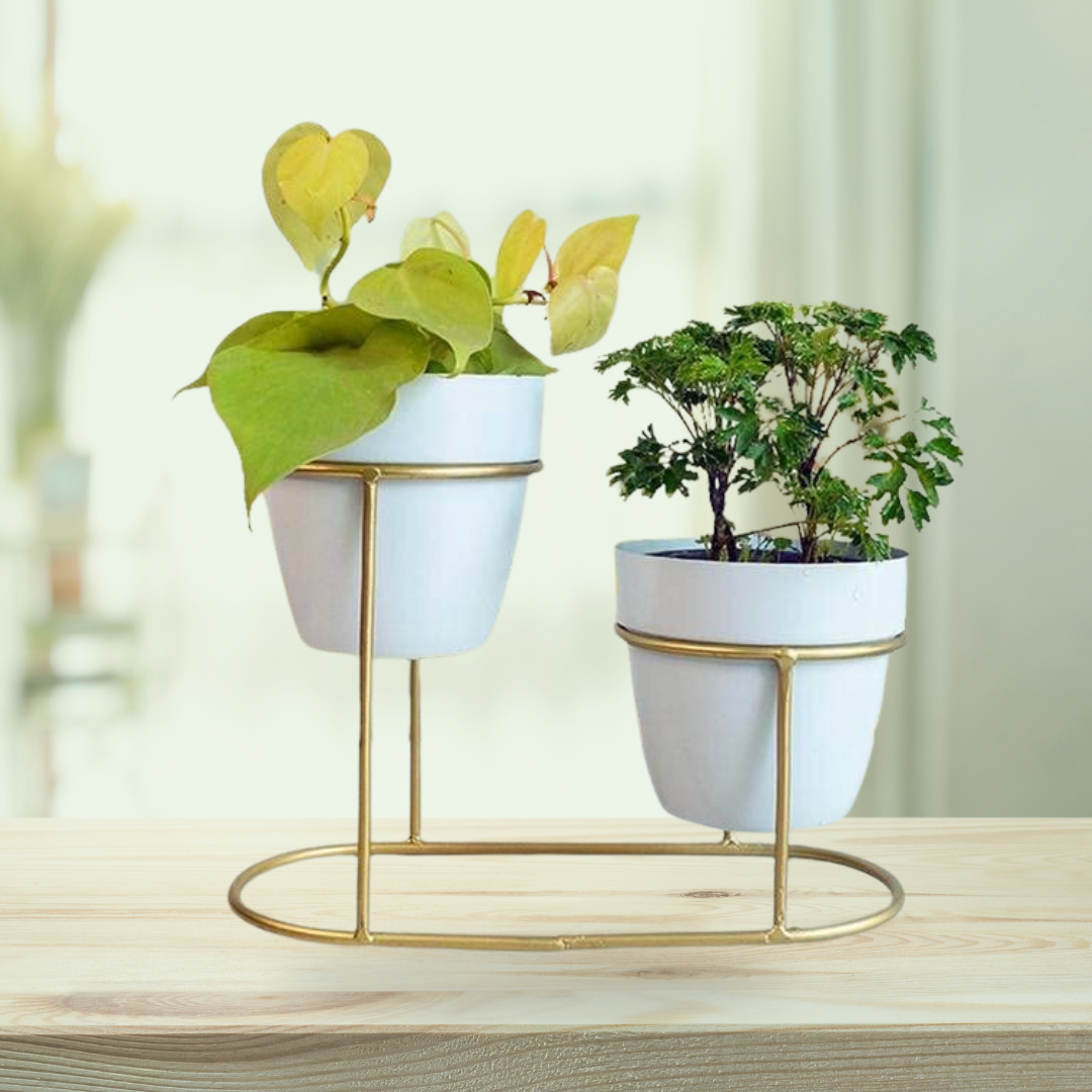 Dual pot tabletop planter - Pristine Glow

