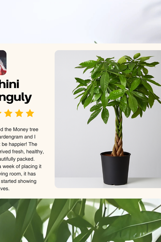 Money tree in a pot with a review from Sohini Ganguly on a light gray background
