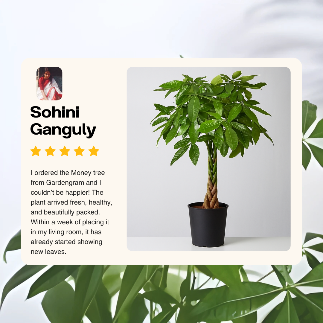 Money tree in a pot with a review from Sohini Ganguly on a light gray background