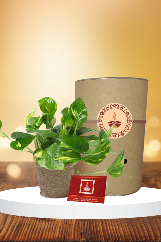 Money plant - indoor creeper
