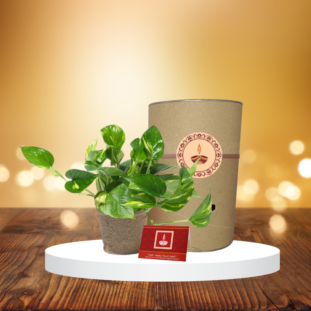 Money plant - indoor creeper
