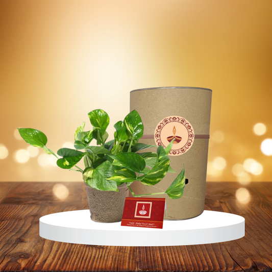 Money plant - indoor creeper
