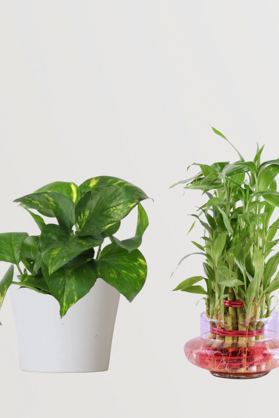 Vastu and Feng Shui plant combo