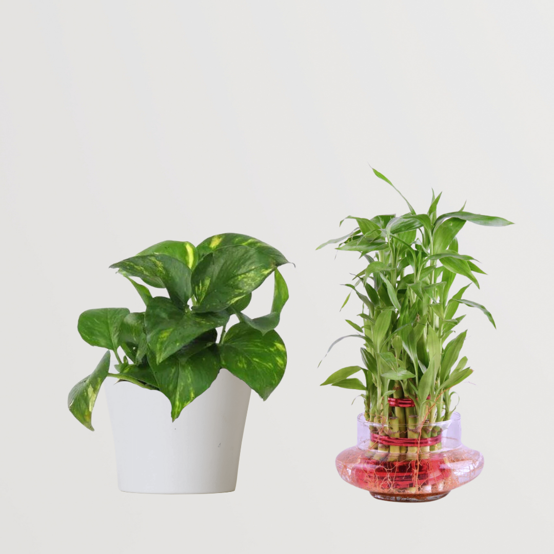 Vastu and Feng Shui plant combo