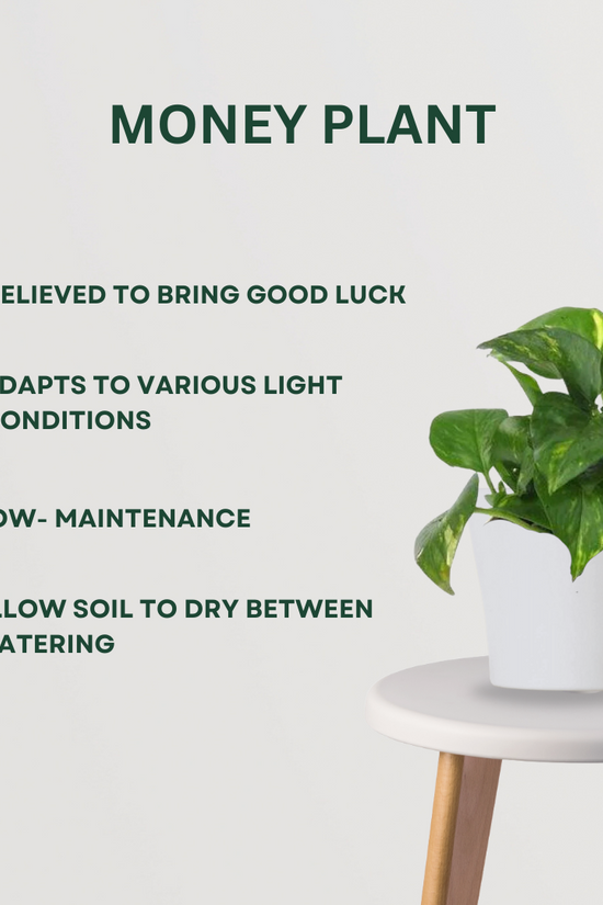 Vastu and Feng Shui plant combo