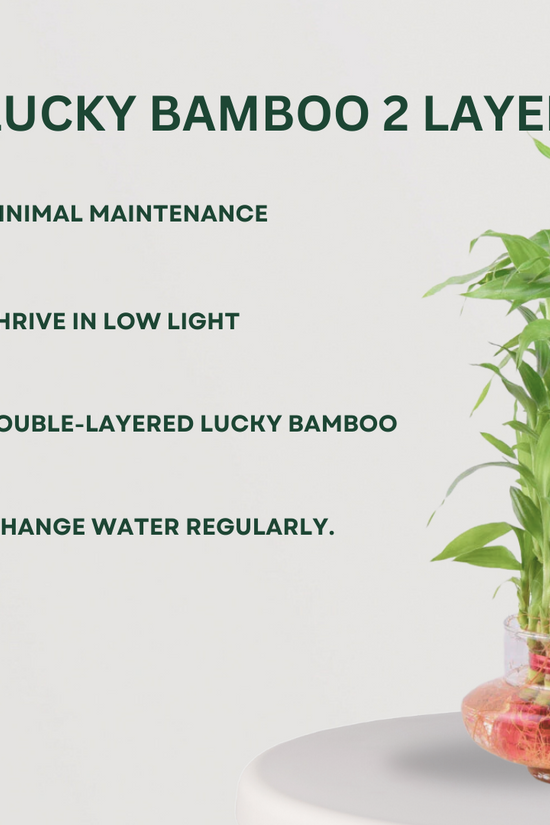 Vastu and Feng Shui plant combo