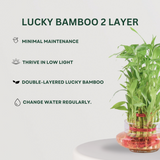 Prosperity Plant Combo Lucky Bamboo 2 Layer- Gardengram 