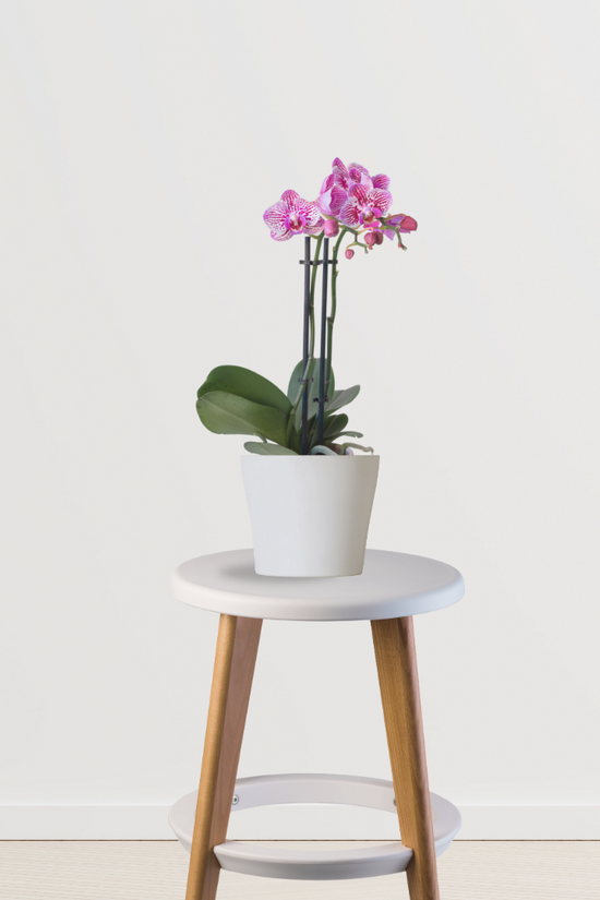 Purple orchid flowering plant
