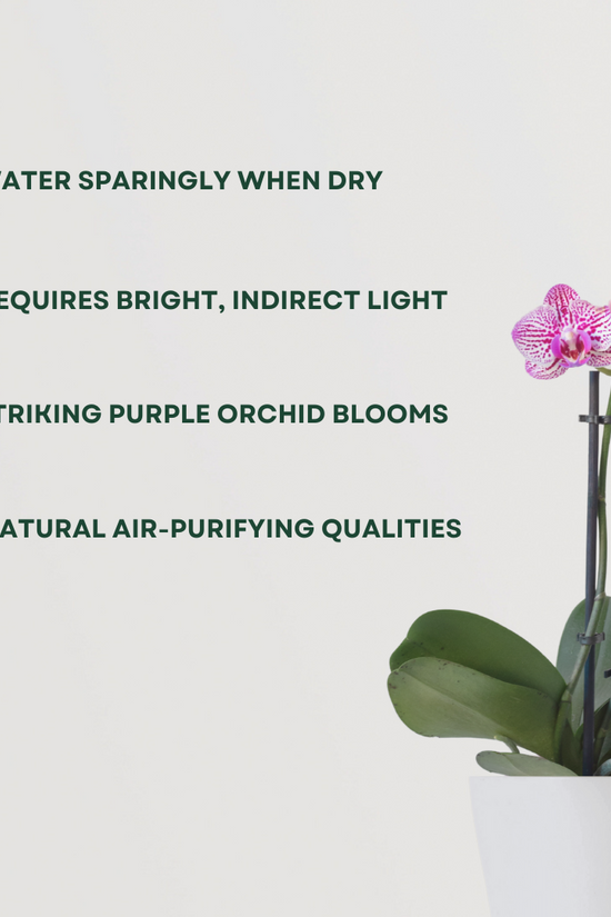 Purple orchid flowering plant
