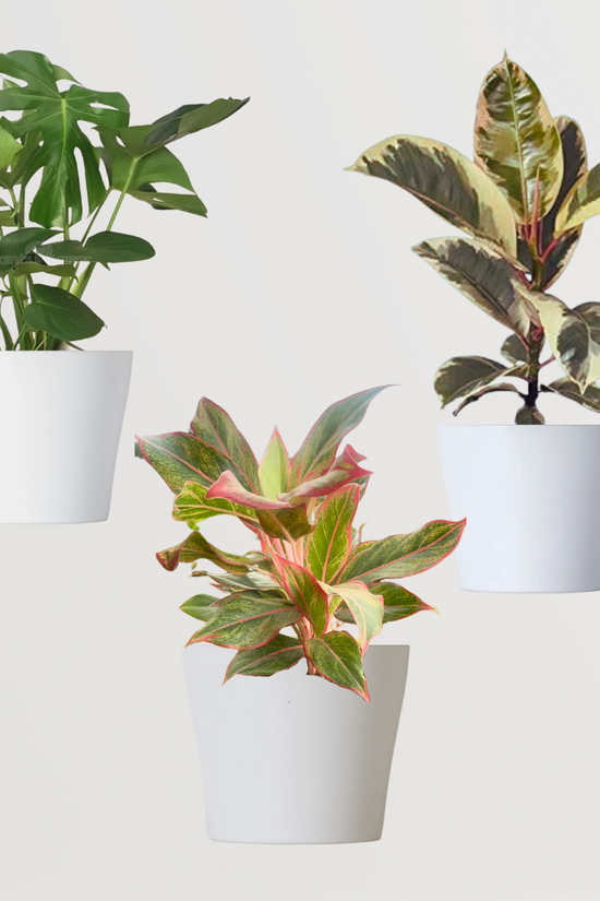 Leafy indoor plants combo