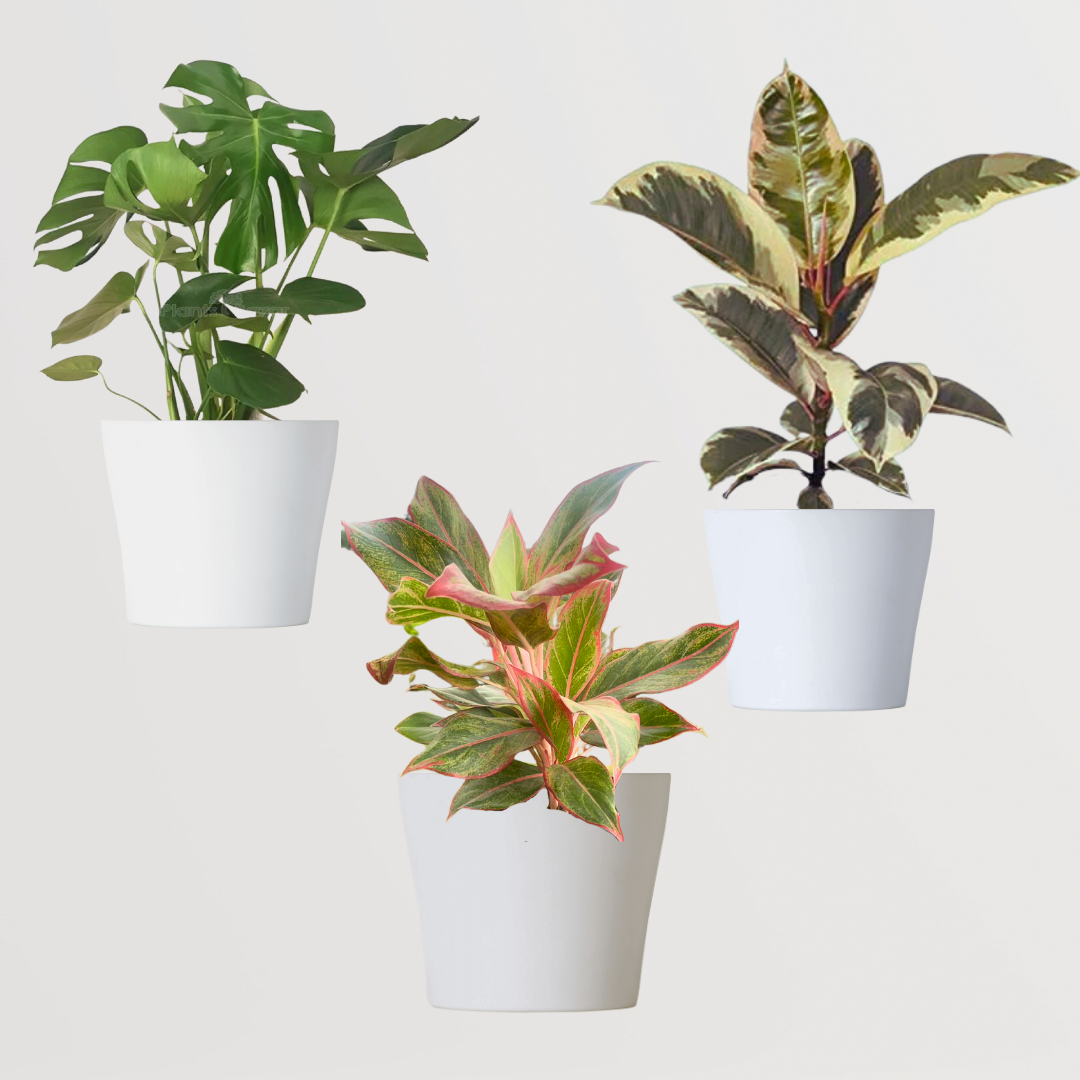 Leafy indoor plants combo