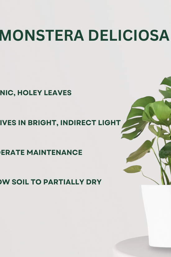 Leafy indoor plants combo