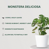 Radiant Leaf Combo Monstera Deliciosa- Gardengram 