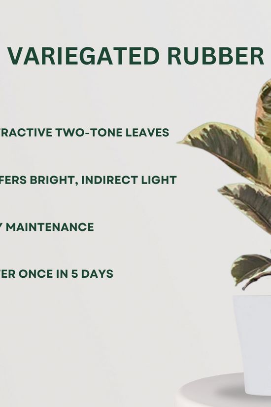 Leafy indoor plants combo