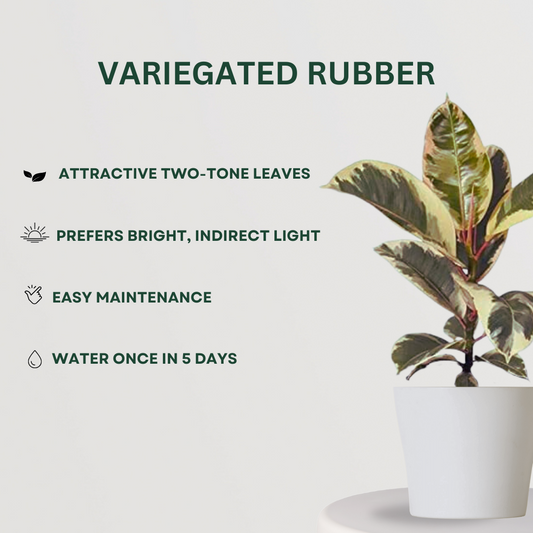 Radiant Leaf Combo Variegated Rubber- Gardengram 