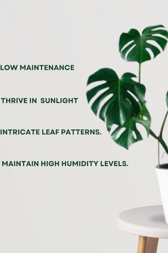 Rare Monstera Swiss Cheese Plant - Gardengram 