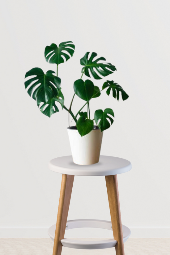 Rare Monstera Swiss Cheese Plant - Gardengram 