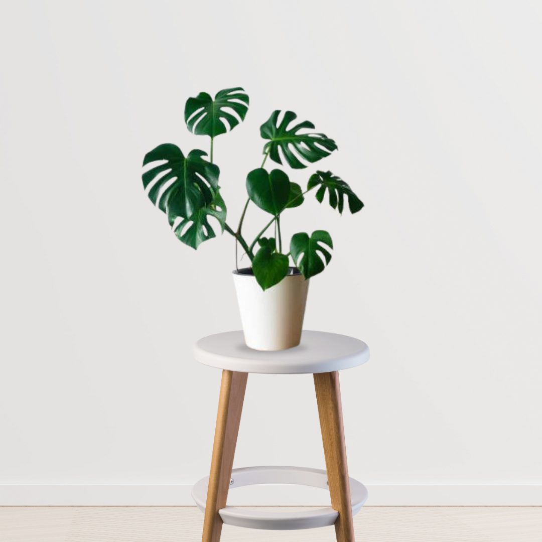 Rare Monstera Swiss Cheese Plant - Gardengram 