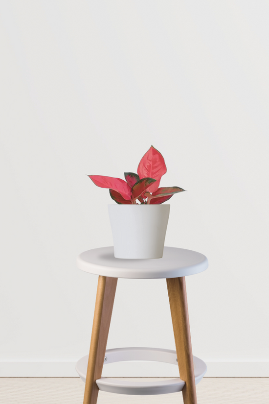 Red Aglaonema Valentine indoor plant
