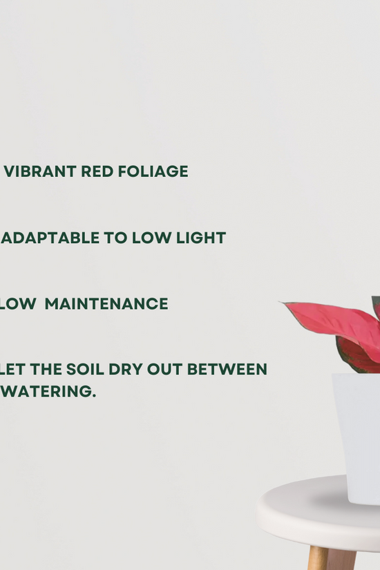 Red Aglaonema Valentine indoor plant
