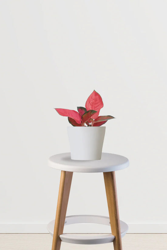 Holiday Harmony Pack (Poinsettia, Red Anthurium, Red Aglaonema)