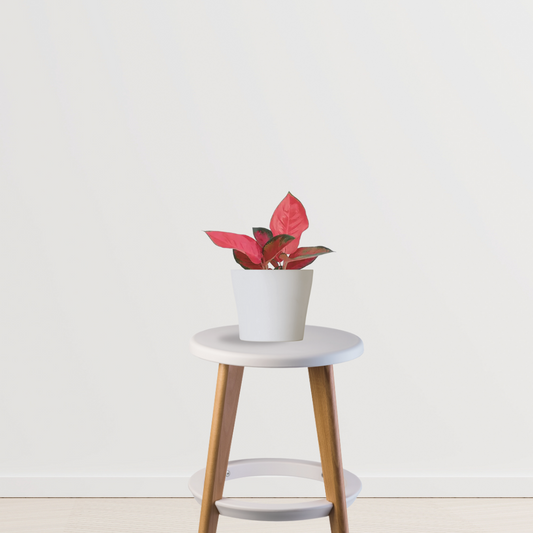 Red Aglaonema Valentine | Indoor Plant | Home Improvement Plant - Gardengram 