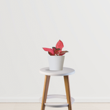 Red Aglaonema Valentine | Indoor Plant | Home Improvement Plant