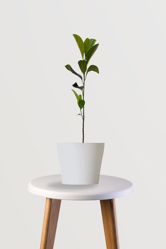 Red jackfruit tree plant
