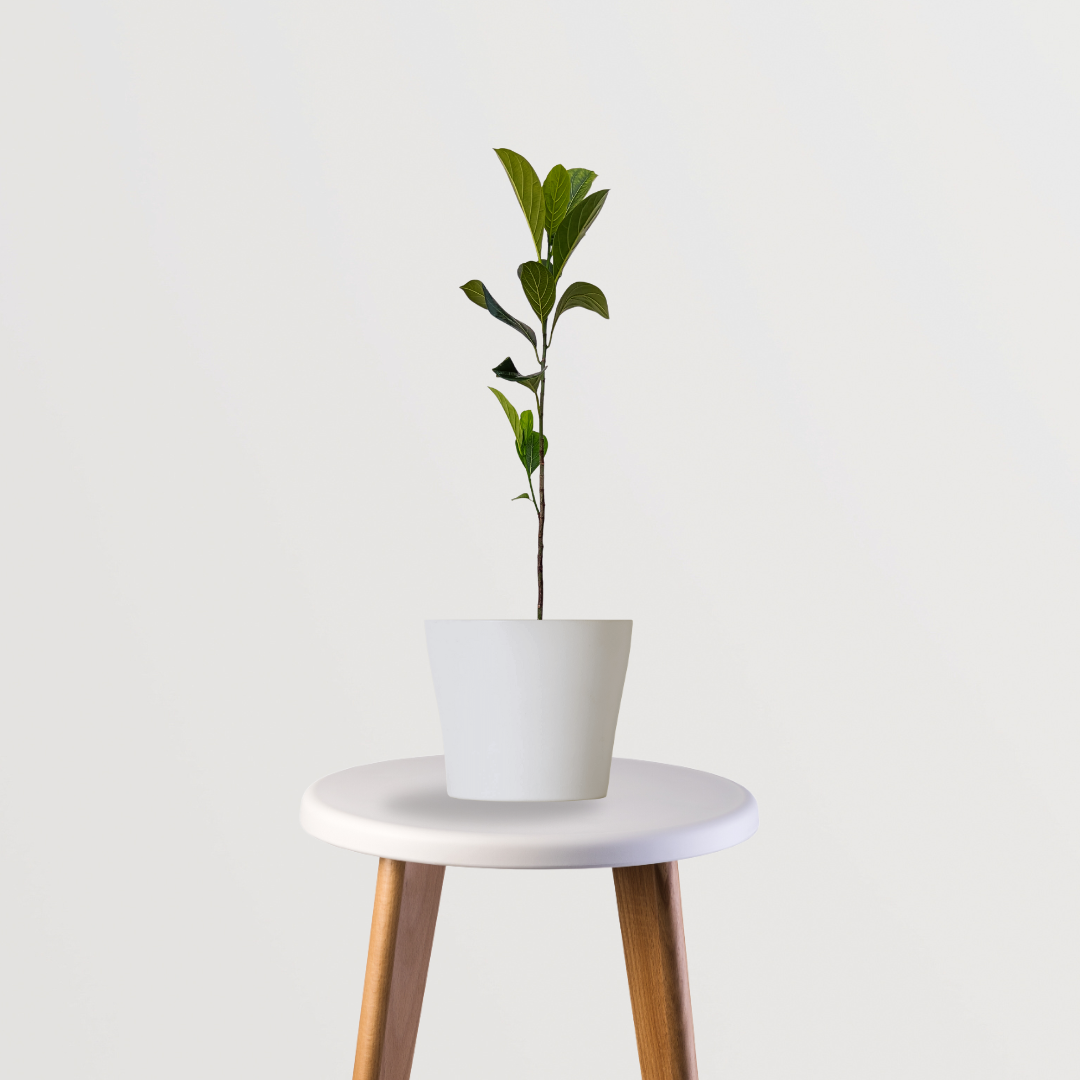 Red jackfruit tree plant
