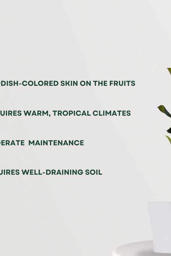 Red jackfruit tree plant
