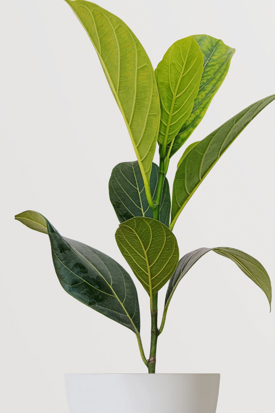 Red jackfruit tree plant
