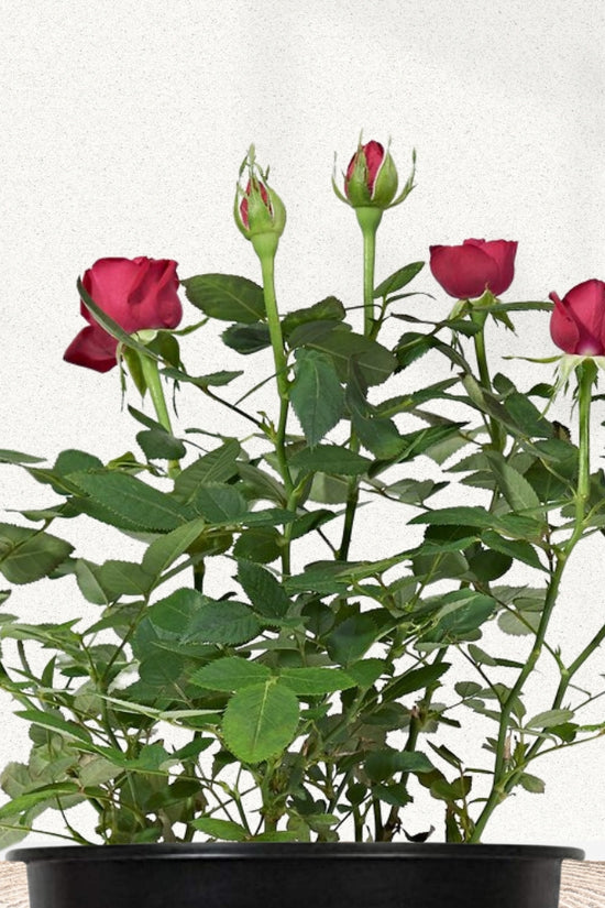 Red rose flowering plant
