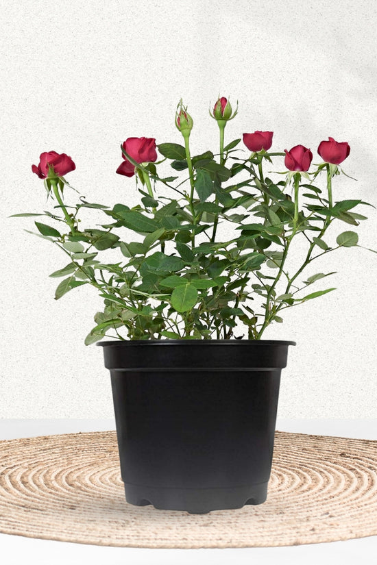 Multi-color rose flowering plant
